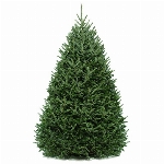 Sapin de noël cultivé 8 pieds et + (LIVRAISON  centre-ville: +5$)